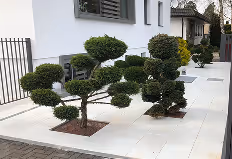Zwei kunstvoll zugeschnittene, kugelförmige Bonsai-Bäume in einem modernen Vorgarten mit weißem Fliesenboden.